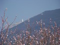 Le Ventoux vu depuis notre jardin